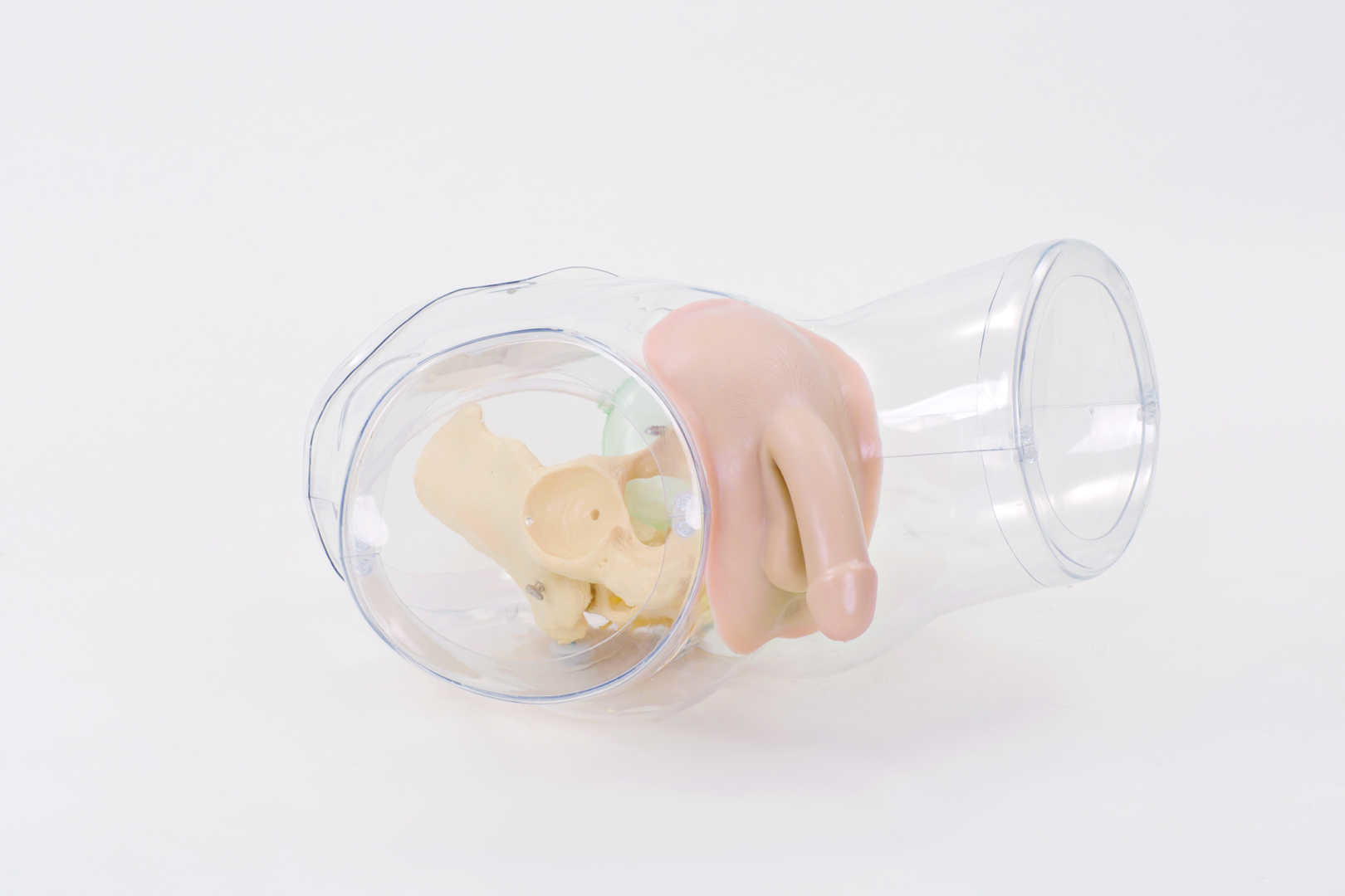 Transparent Male Catheterization Model