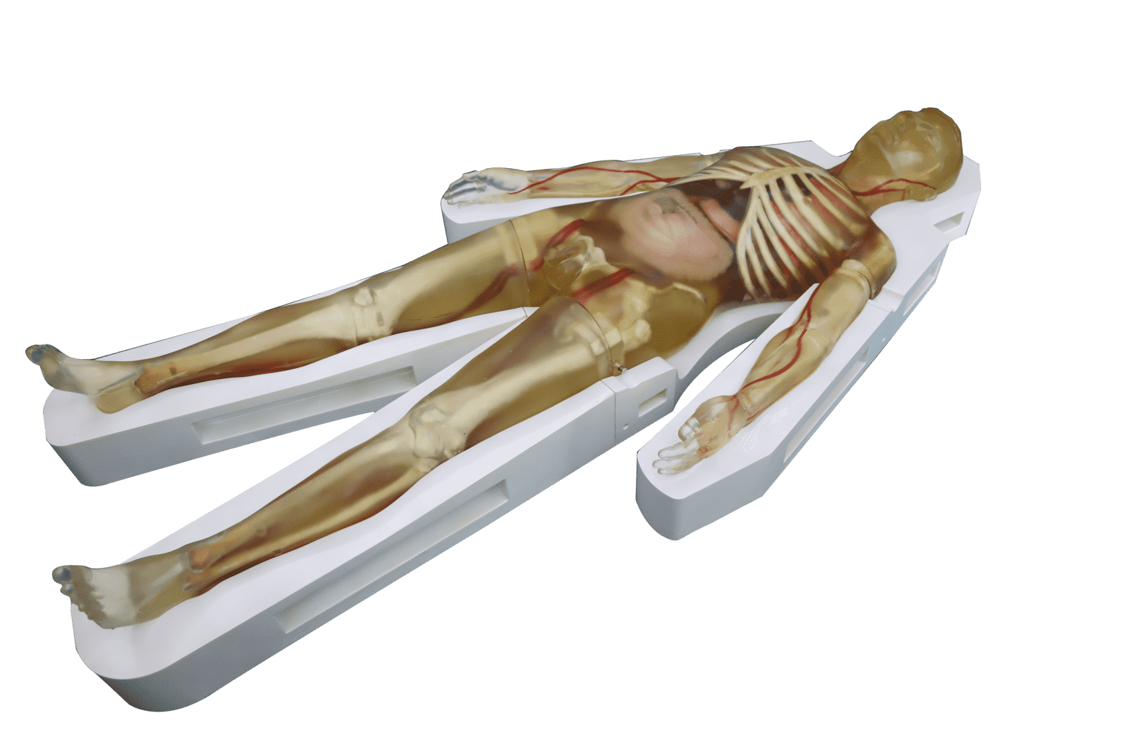 Adult Ultrasound Full-body Simulator-Transparent